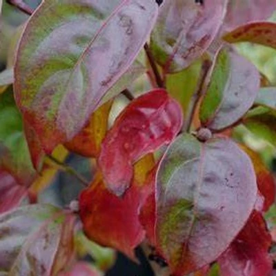 Cornus BLOOMING 'Merry Tetra' – Csillagsom