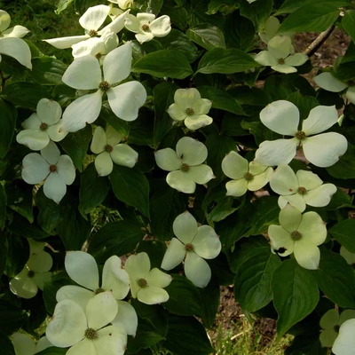 Cornus 'Celestian – Rutdan' – Som
