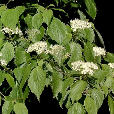 Cornus controversa 'Green Carpet' – Emeletes som