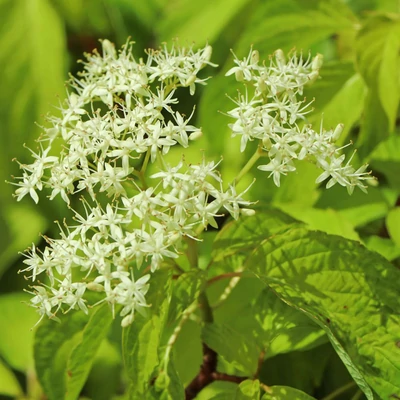 Cornus controversa 'Laska' – Emeletes som