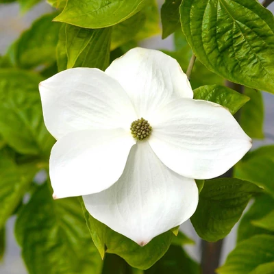 Cornus 'Eddie's White Wonder' – Som