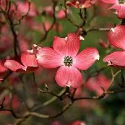 Cornus florida 'Cherokee Chief' – Virágos som