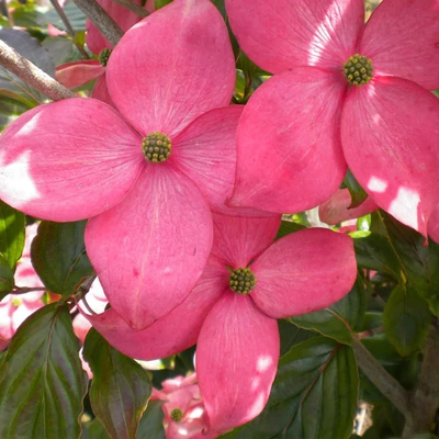 Cornus florida 'Cherokee Sunset' – Virágos som