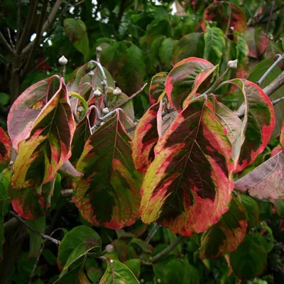Cornus florida 'Rainbow' – Virágos som