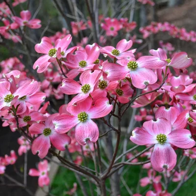 Cornus florida 'Rubra' – Virágos som