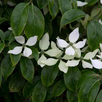 Cornus hongkongensis