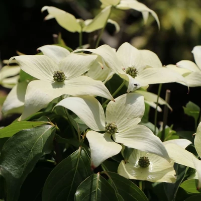 Cornus kousa 'Blue Shadow' – Csillagsom