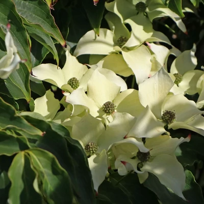 Cornus kousa 'Cherokee' – Csillagsom