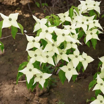 Cornus kousa chinensis – Csillagsom