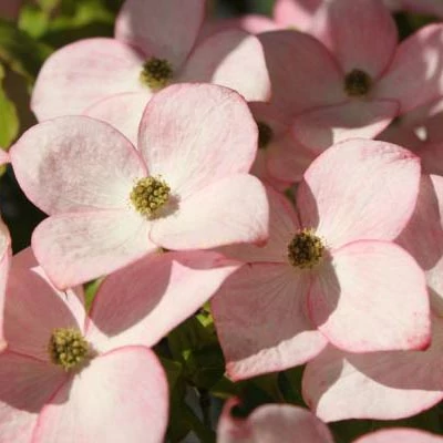 Cornus kousa 'Dwarf Pink' – Csillagsom