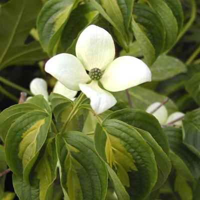 Cornus kousa 'Gold Star' – Csillagsom