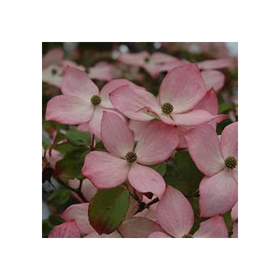 Cornus kousa 'Heart Thorb' – Csillagsom