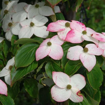 Cornus kousa 'Madame Butterfly'  – Csillagsom
