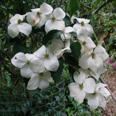 Cornus kousa 'National' – Csillagsom