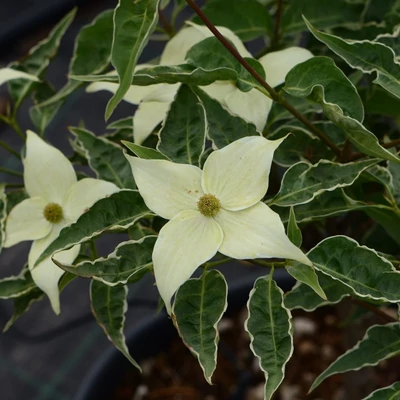Cornus kousa 'Pevé  Foggy' – Csillagsom
