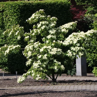 Cornus kousa 'Robert's Selectie' – Csillagsom