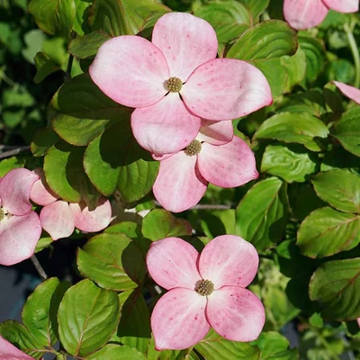 Cornus kousa 'Satomi Compact' – Csillagsom