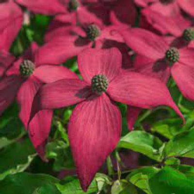 Cornus kousa 'Scarlet Fire' – Csillagsom