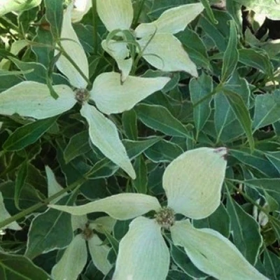 Cornus kousa 'Teresa' – Csillagsom