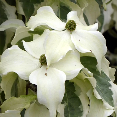 Cornus kousa 'Tri-Splendor'  – Csillagsom