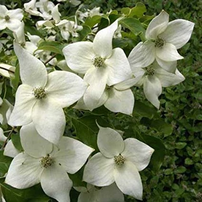 Cornus kousa var. chinensis 'Great Star'® – Csillagsom