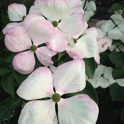 Cornus kousa 'Venus®' - Csillagsom