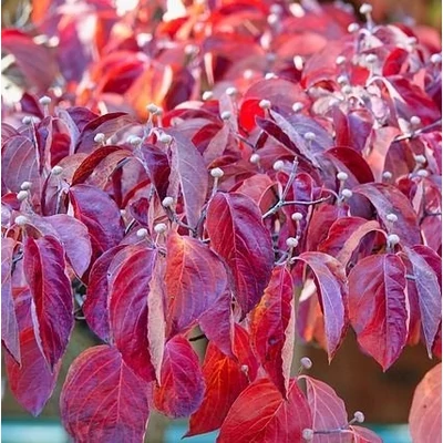 Cornus kousa 'Vulcan' – Csillagsom