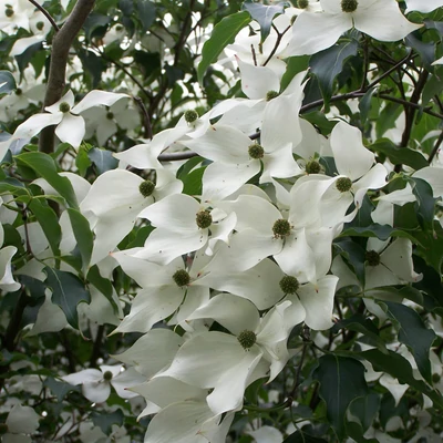 Cornus kousa 'Weisse Fontäne' (syn.: 'Weisse Fontaine', 'White Fountain') – Csillagsom