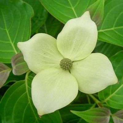 Cornus kousa 'White Dream' – Csillagsom