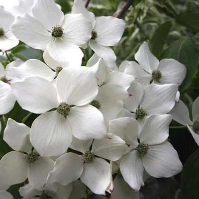 Cornus kousa 'Wieting's Select' – Csillagsom