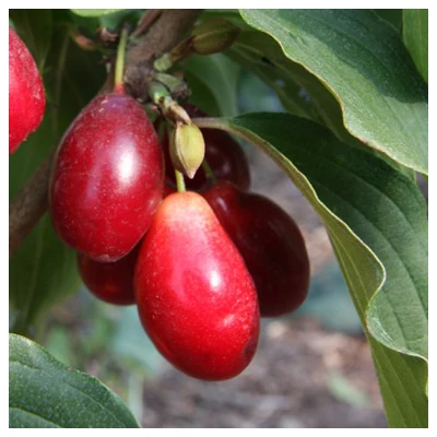 Cornus mas 'Egzotycznyj' – Húsos som