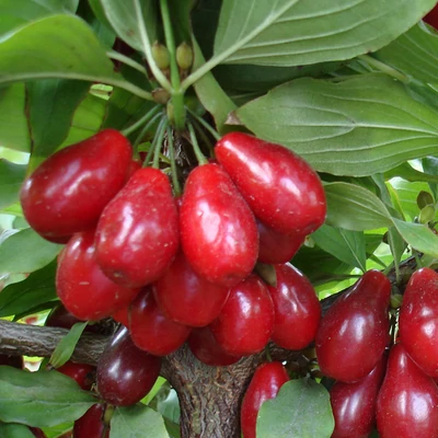 Cornus mas 'Jubilejnyj Klymenko' – Húsos som