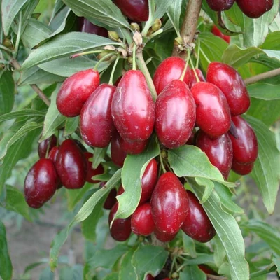 Cornus mas 'Shan' – Húsos som