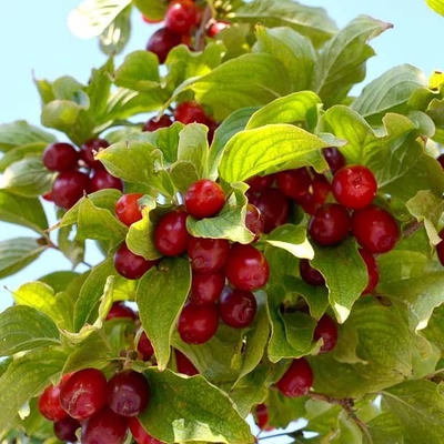 Cornus mas 'Shumen' – Húsos som