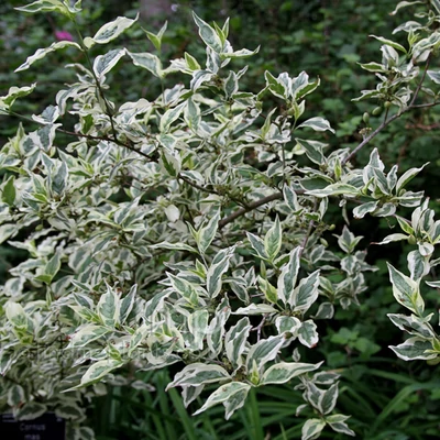 Cornus mas 'Variegata' – Húsos som