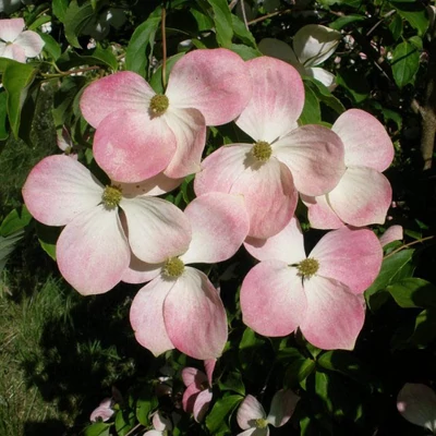 Cornus 'Norman Hadden' – Som