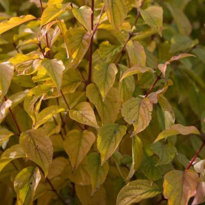Cornus sanguinea 'Sifa' – Veresgyűrű som
