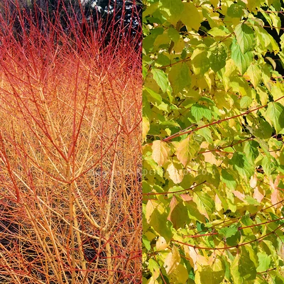 Cornus sanguinea 'Winter Beauty' – Veresgyűrű som