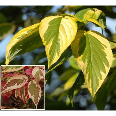 Cornus sericea (syn.: Cornus stolonifera) 'Hedgerows Gold' – Selymes som