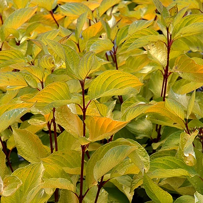 Cornus sericea (syn.: Cornus stolonifera) 'Sunshine' – Selymes som