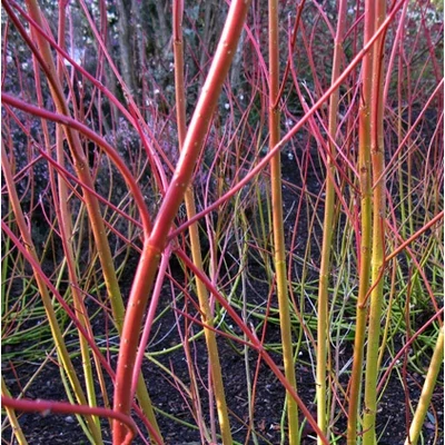 Cornus sericea (syn.: Cornus stolonifera) 'Cardinal' – Selymes som