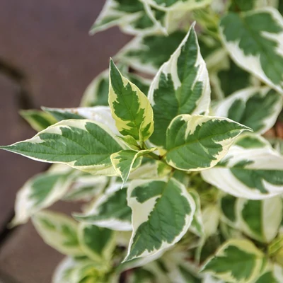 Cornus sericea (syn.: Cornus stolonifera) 'White Gold' – Selymes som