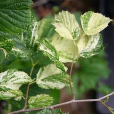 Corylus avellana 'Agnieszka' – Tarkalevelű mogyoró
