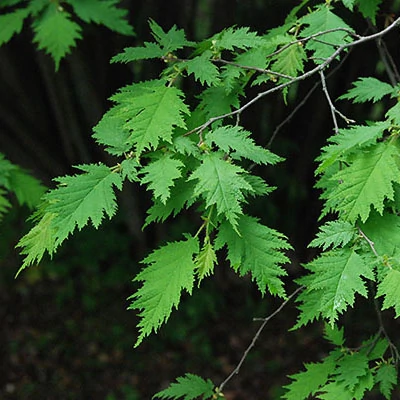 Corylus avellana 'Heterophylla' – Mogyoró