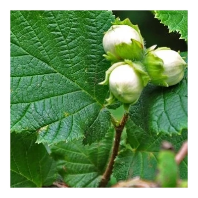 'Mortarella' – Mogyoró