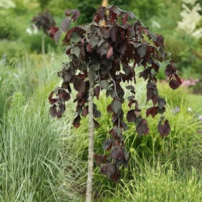 Corylus avellana 'Purple Umbrella' – Mogyoró