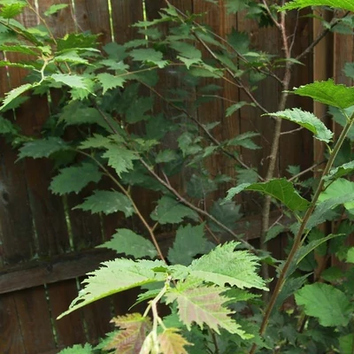 Corylus avellana 'Quercifolia' – Tölgylevelű mogyoró