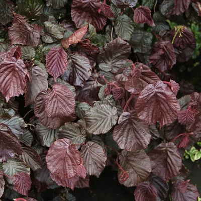 Corylus avellana 'Red Baron' – Mogyoró