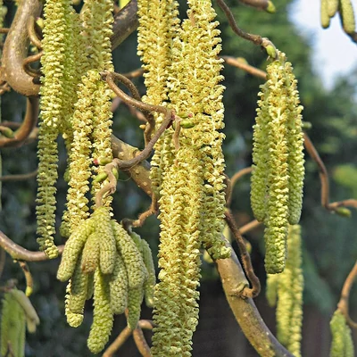 Corylus avellana 'Scooter' – Közönséges mogyoró