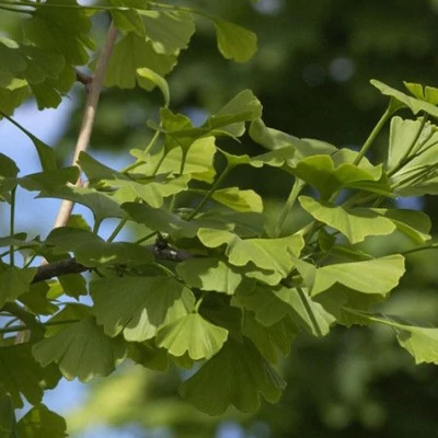Ginkgo biloba 'Schalk's Collumn' – Páfrányfenyő
